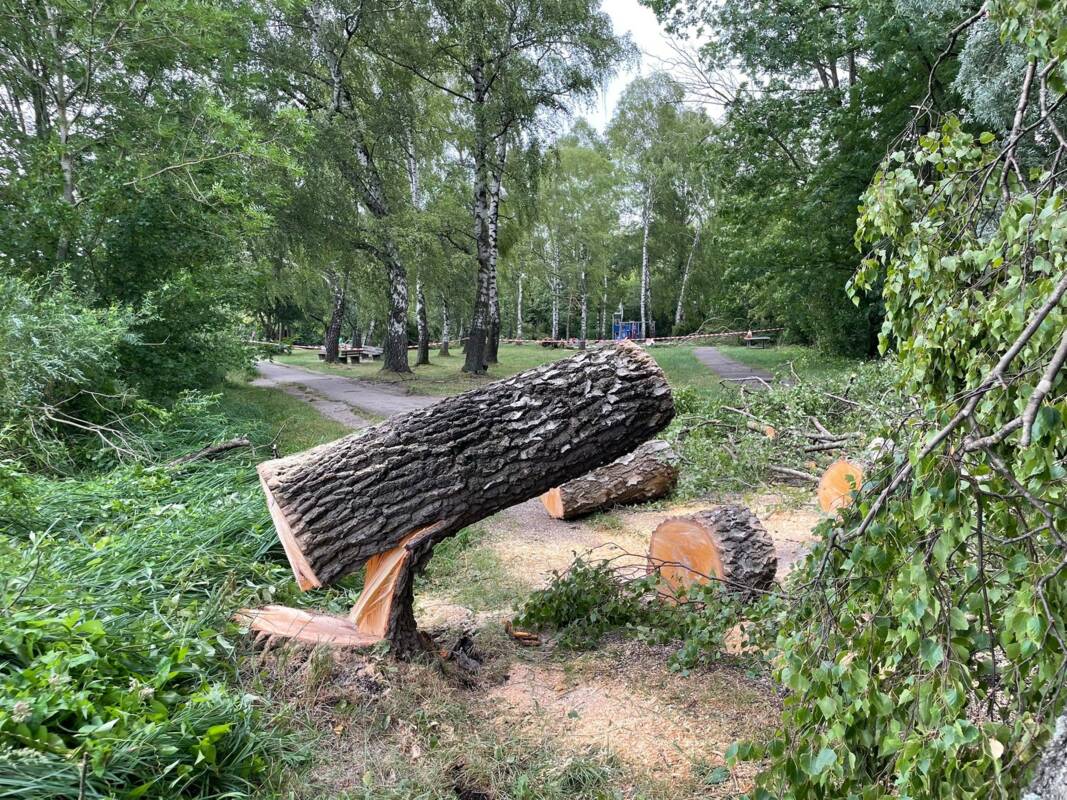 Sturmschaden See Baum