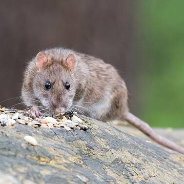 Wanderratte